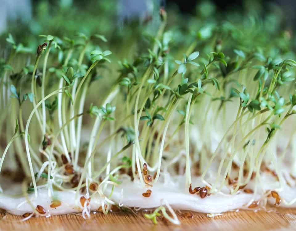 Sprouting watercress. perfect for Asian watercress salad