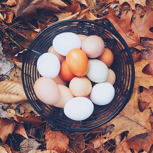 A bunch of eggs to make breakfast