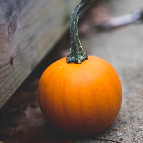 A fall pumpkin squash