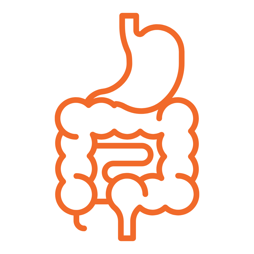 happy belly health, digestive track